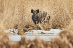 Wild boar, Sus scrofa Wild boar, Sus scrofa